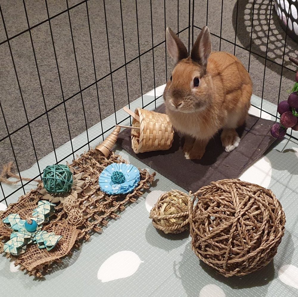 Rabbit toys and their benefits