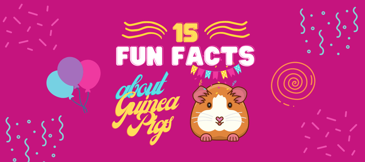 Guinea Pigs: Care, Facts & Information