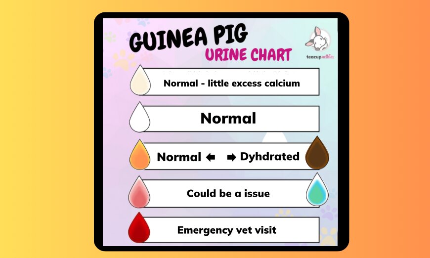 Guinea pig pee: colourful key to your piggies health