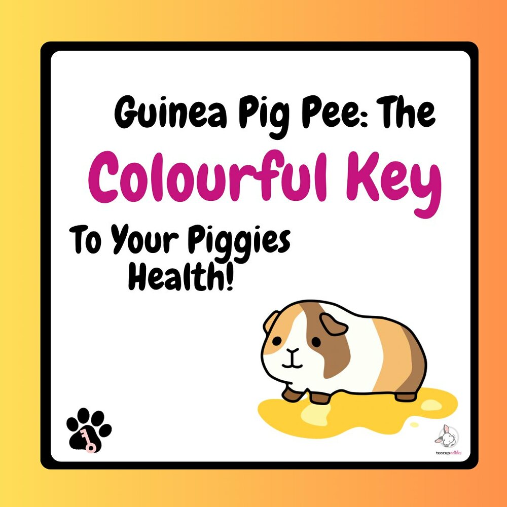 guinea pig pee