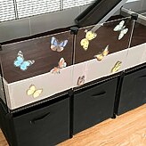 butterfly stickers for C&C cages