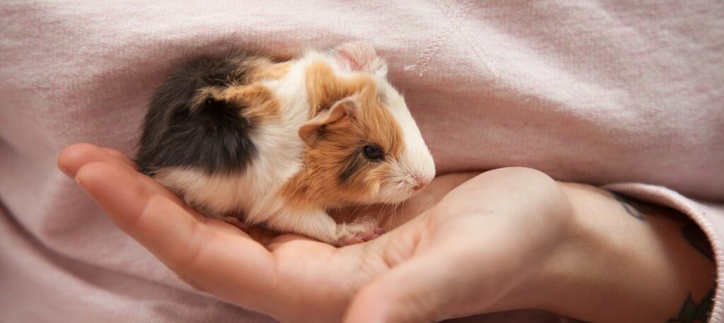 Truth about satin syndrome guinea pigs