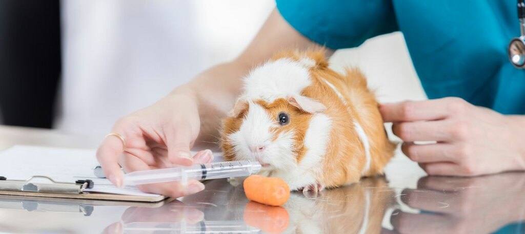 Truth about satin syndrome guinea pigs