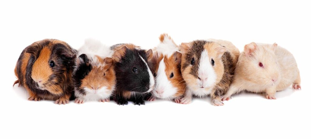 Truth about satin syndrome guinea pigs