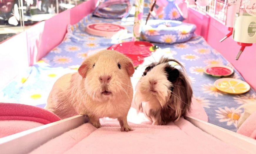 Top 150 guinea pig names (male & female)