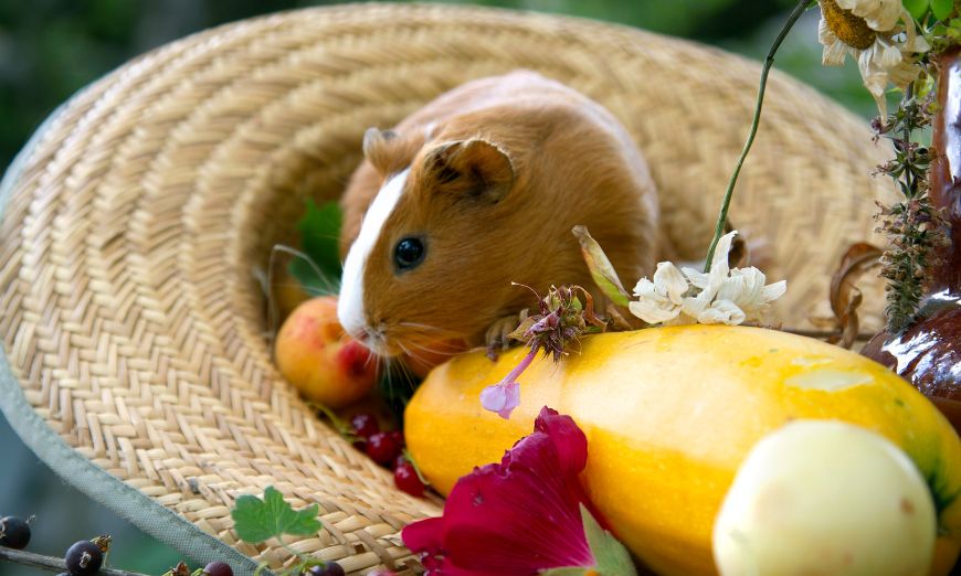 Top 150 guinea pig names (male & female)