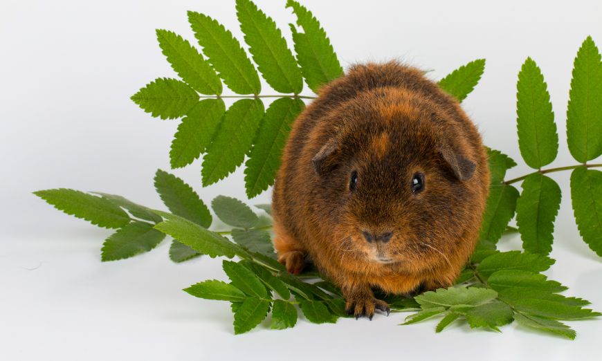 Top 150 guinea pig names (male & female)