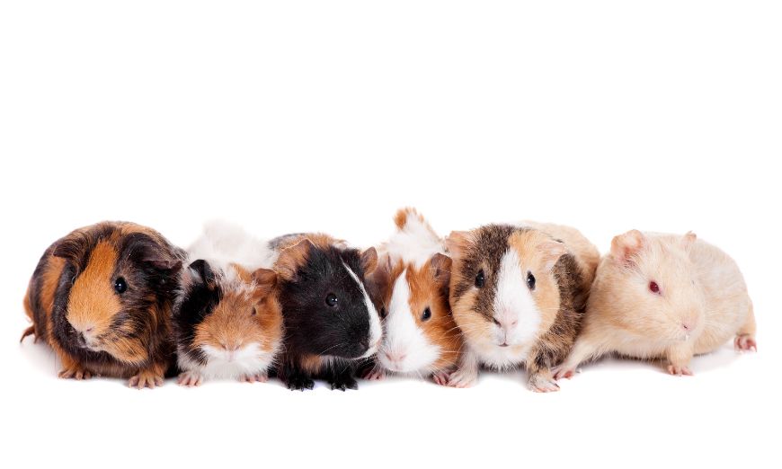 Top 150 guinea pig names (male & female)