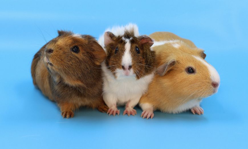 Discover 150 unique and fun guinea pig names banner