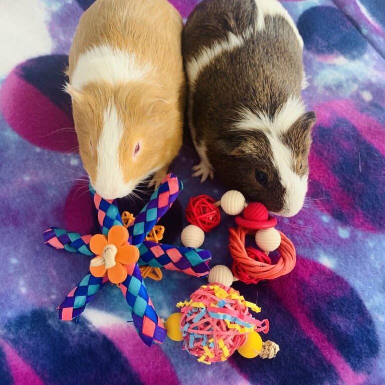 Guinea pig toys